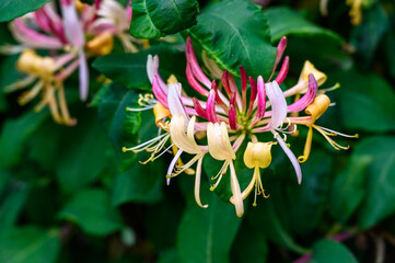 Colorful orange, pink, and white blossoms of a Honeysuckle vine blooming is a garden
