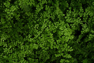 Adiantum raddianum (adiantum Venus hair) plant. Adiantum capillus veneris. Adiantaceae (Pteridaceae ) Family. Adiantum caudatum fern green leaves (Tailed maidenhair fern, Walking maidenhair fern)