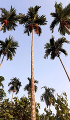 Landscape, vertical picture, betel palm tall with blue sky, white clouds, and above view of a high...