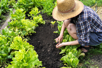 A young girl in a straw hat is engaged in gardening work, processes black soil before planting seedlings, plant seeds. A woman cultivates plants, farms on a sunny day.