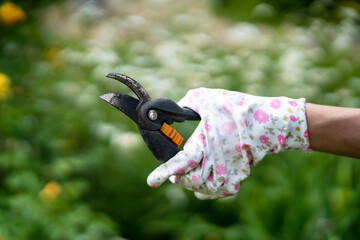 Naklejka premium A female hand in gloves with a floral pattern holds a pruner, garden shears, woman engaged in gardening.