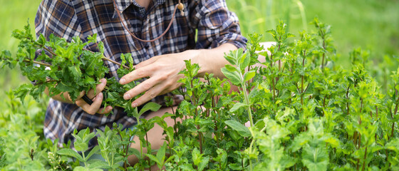 A young girl collects mint in the garden, female hands cut a bouquet of fresh peppermint. © Zhanna