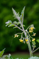 Tomato plants blooming in a kitchen garden against a green foliage background
