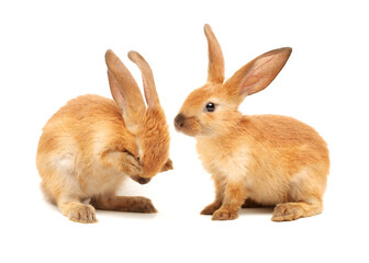 rabbits isolated on white background 