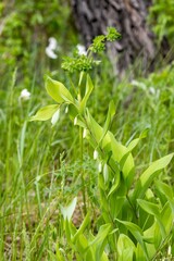 Kupena (Poygonatum officinalis) in the forest, blooming in June