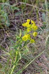 Lemon-green inflorescences Euphorbia vine or broadly branched in June among the grass