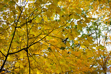 yellow maple leaves