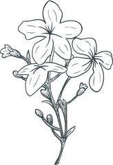 Floral flower natural design. Graphic, sketch drawing