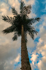Palmeira isolada na ilha.