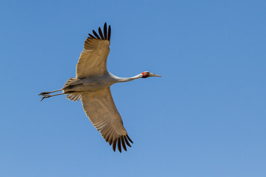 Australian Brolga bird in flight