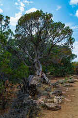 Fototapeta na wymiar Struggling tree at Cedar Point - Black Canyon of the Gunnison