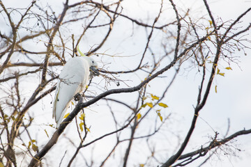 Fototapeta premium Bird in a tree