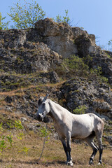 A white horse in a pasture in the mountains.