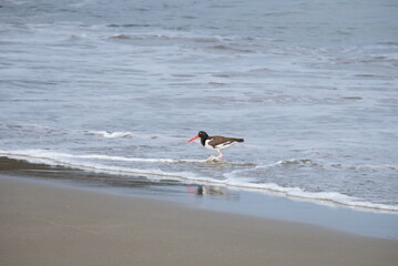 Oiseau au bord de mer