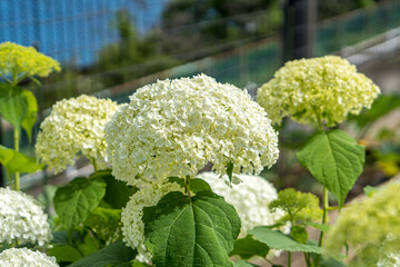 white hydrangea flowers