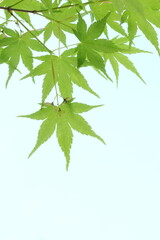 カエデの新緑　クローズアップ撮影