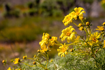 Flowers Bloom on Santa Cruz Island