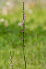 close up of a spiranthes sinensis flower