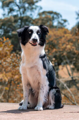 beautiful border collie dog sitting outdoors at a sunny day