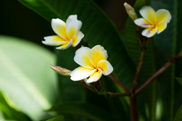 frangipani plumeria flower blooming in the garden 