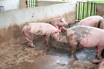 Pig farm in swine business in tidy and clean indoor housing farm, with pig mother feeding piglet