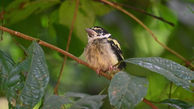 Black-and-yellow Broadbill, Eurylaimus ochromalus, Thailand; perched on a branch chirping and trying to balance while calling its parents to come for food, almost fell forward then flaps to recover.
