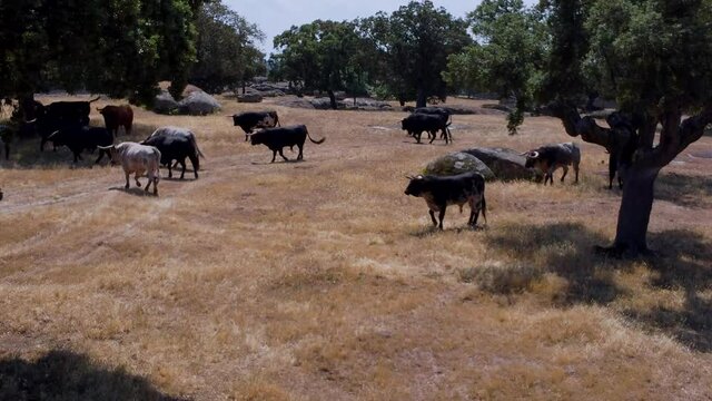 Bulls farm seen from the air