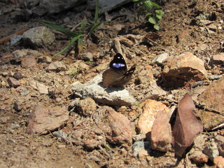 butterfly  on the ground 2