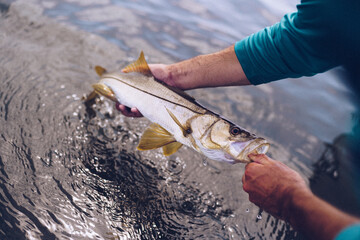 Snook fish being pulled out of the water