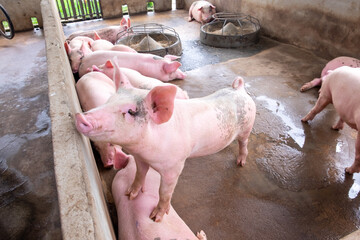 Pig farm in swine business in tidy and clean indoor housing farm, with pig mother feeding piglet