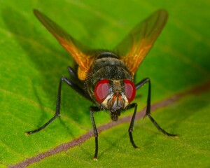 Fly on a leaf - Golden-winged Fly - Ontario, Canada 