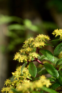 Phedimus aizoon var. floribundus in the garden.
