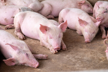 Pig farm in swine business in tidy and clean indoor housing farm, with pig mother feeding piglet