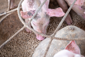 Pig farm in swine business in tidy and clean indoor housing farm, with pig mother feeding piglet