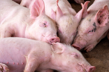 Pig farm in swine business in tidy and clean indoor housing farm, with pig mother feeding piglet