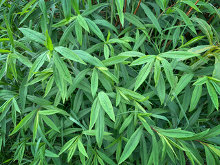 Fototapeta premium Natural green leafy texture background, selective focus