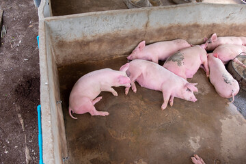 Pig farm in swine business in tidy and clean indoor housing farm, with pig mother feeding piglet