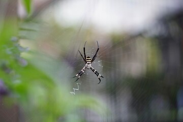 獲物を待ち構える蜘蛛