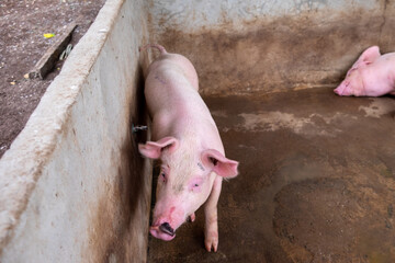 Pig farm in swine business in tidy and clean indoor housing farm, with pig mother feeding piglet