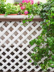Ivy and white wooden trellis, copy space, selective focus