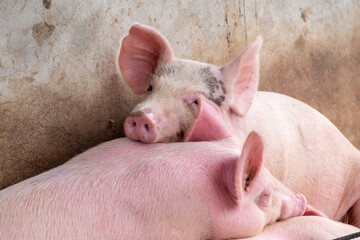 Pig farm in swine business in tidy and clean indoor housing farm, with pig mother feeding piglet