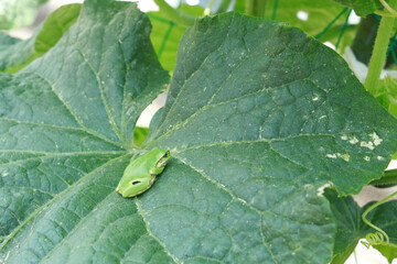 キュウリの葉の上にいるカエル 1