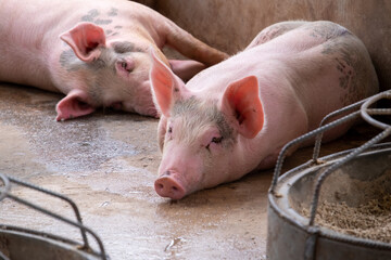 Pig farm in swine business in tidy and clean indoor housing farm, with pig mother feeding piglet