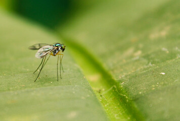 fly on a leaf