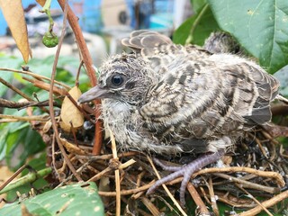 baby zebra dove on nest