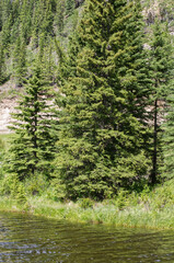 Fototapeta na wymiar Trees at the Water's Edge at Beaverdam Campground, Nordegg, Alberta