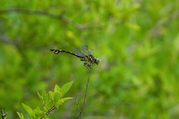 グリーンバックにお気に入りの枝でのんびりくつろぐウチワヤンマ