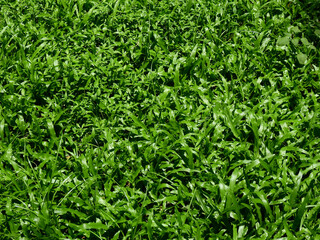 fresh green grass on the ground with sunlight