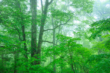 green forest in the morning