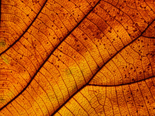 colorful autumn leaves texture ( teak leaves ), close up view